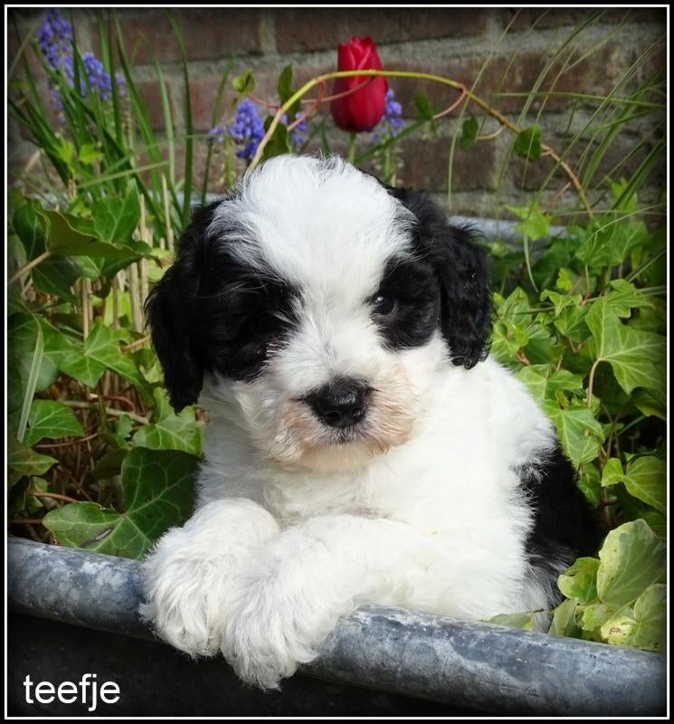 Boompoo pup Boomer x poedel REMY, Poedel, Nederland, Parvo, 8 tot 15 weken