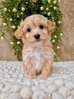 Prachtige boomer x toy poedel pups, Parvo, Nederland, Overige rassen, 8 tot 15 weken
