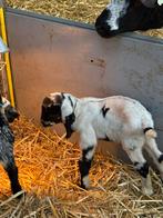 Tk nubische/boergeit maanvlek bokje, Dieren en Toebehoren, Schapen, Geiten en Varkens, Mannelijk, Geit