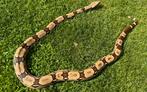 Boa Constrictor ‘Braziliaanse Roodstaart’ 0.1 NK22, Dieren en Toebehoren, Slang, Tam, 3 tot 6 jaar
