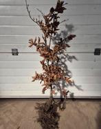 Mooie volle beuken haagplanten, Ophalen of Verzenden, Beukenhaag, 100 tot 250 cm