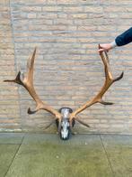 Hertengewei, Ophalen, Zo goed als nieuw, Hert, Gewei of Kop