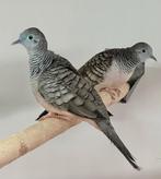 Vredesduifjes, Meerdere dieren, Overige soorten