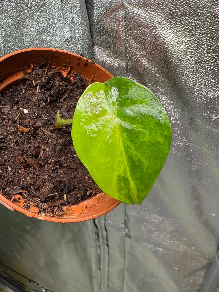 Alocasia amazonica polly plant variegata lemon lime aurea, Huis en Inrichting, Kamerplanten, Ophalen of Verzenden, Halfschaduw