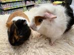 Lief cavia koppel met zorg gematcht ( van de zorgboerderij), Cavia, Februari, Mannelijk, Tam