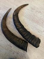 Decoratieve hoorns, Ophalen of Verzenden