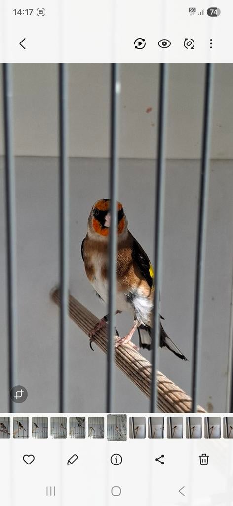 Bloem putter mannetjes, Mannelijk, Bastaard