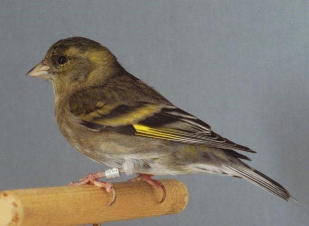 Baardsijs pop ek 2024, Vrouwelijk