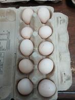 Bonte cochin eieren, Dieren en Toebehoren, Geslacht onbekend, Kip