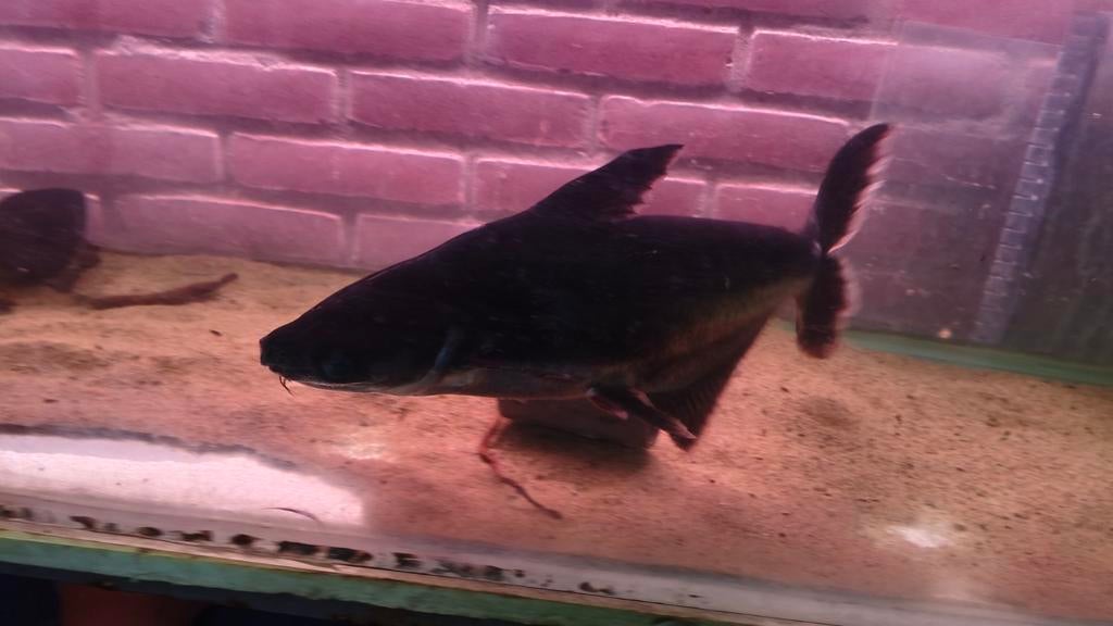 Twee blauwe haaien rond de 45a50 cm, Dieren en Toebehoren, Vissen | Aquariumvissen, Vis, Zoetwatervis