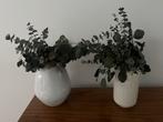 2 Bossen Eucalyptus (Plant only) Preserved (not dried), Ophalen, Eenjarig, Overige soorten, Volle zon