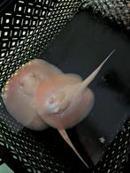 Koppel goldenbase pandas, Vis