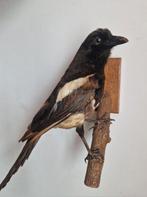 Verschillende opgezette dieren taxidermie, Ophalen, Gebruikt, Opgezet dier