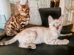 Bengaal kittens met stamboom, Dieren en Toebehoren, Katten en Kittens | Raskatten | Korthaar, Meerdere dieren, Gechipt, 0 tot 2 jaar
