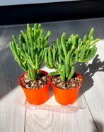 Crassula Ovata Gollum/Hobbit - 2 stuks, Huis en Inrichting, Kamerplanten, Ophalen, Vetplant, In pot, Minder dan 100 cm