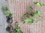 Vijgen planten Brown turky, Tuin en Terras, Ophalen, Volle zon, Vaste plant, Bloeit niet