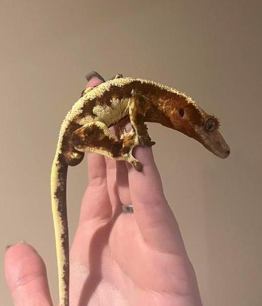 Wimpergekko man red lilly white