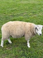 Twee rammen te koop, Dieren en Toebehoren, Schapen, Geiten en Varkens, Mannelijk, Schaap
