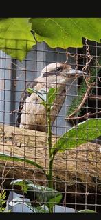 Kookaburra, Meerdere dieren
