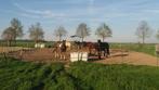stal op kleinschalige pensionstalling, Dieren en Toebehoren, Stalling en Weidegang, Weidegang, 1 paard of pony