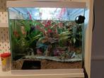 Aquarium inclusief vissen, Dieren en Toebehoren, Vissen | Aquaria en Toebehoren, Ophalen, Zo goed als nieuw, Gevuld zoetwateraquarium