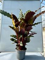 Calathea Rufibarba - Fluweelplant P14, Overige soorten, In pot, Minder dan 100 cm, Groene kamerplant