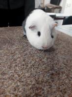 Mannelijke cavia's te koop, Dieren en Toebehoren, Knaagdieren, Cavia, Augustus, Mannelijk, Tam