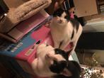 Warm en liefdevol huis gezocht voor 2 ling kitten, 0 tot 2 jaar, Kater, Ontwormd