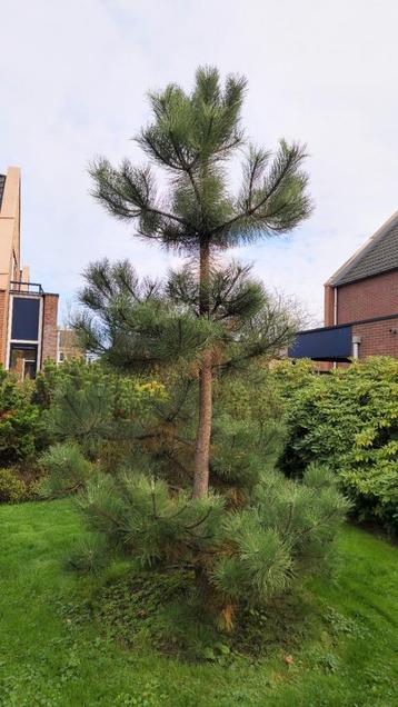 Te koop Zwarte den (Oostenrijkse den) beschikbaar voor biedingen