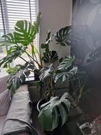 Grote Monstera kamerplant, Huis en Inrichting, Kamerplanten, Ophalen, 100 tot 150 cm, Overige soorten, Halfschaduw