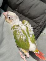 Tamme pyrrhura te koop!, Geslacht onbekend, Parkiet, Geringd