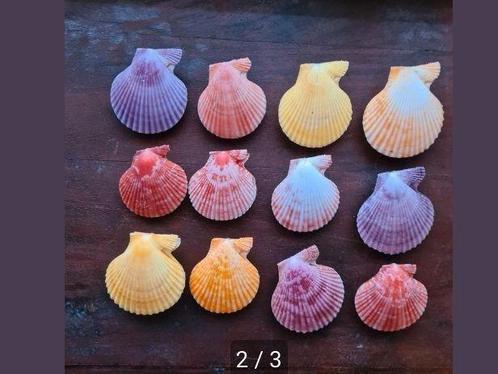 Mooie kleuren hebben deze, de kleuren zijn echt.
Ze mogen we, Verzamelen, Mineralen en Fossielen, Mineraal, Ophalen of Verzenden
