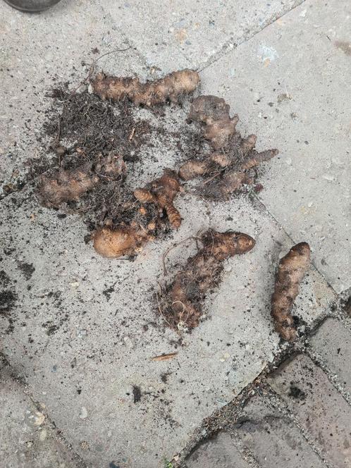 Peruaanse postelein, Tuin en Terras, Bloembollen en Zaden, Zaad, Voorjaar, Volle zon, Ophalen of Verzenden