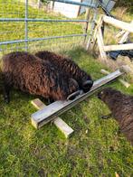 2 ouessant rammen, Dieren en Toebehoren, Schapen, Geiten en Varkens, Mannelijk, Schaap