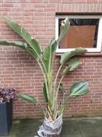 Grote Strelitzia kamerplant 2 meter hoog, Overige soorten, Bloeiende kamerplant, 150 tot 200 cm, Halfschaduw