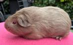 Slate cavia trio beertje en 2 zeugjes, Dieren en Toebehoren, Knaagdieren, Meerdere dieren, Tam, Maart, Cavia
