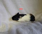 Baby cavia's, Dieren en Toebehoren, Knaagdieren, Cavia, Meerdere dieren, Tam, Oktober