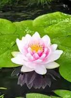 Waterlelie roze, Tuin en Terras, Vijvers, Ophalen of Verzenden, Zo goed als nieuw