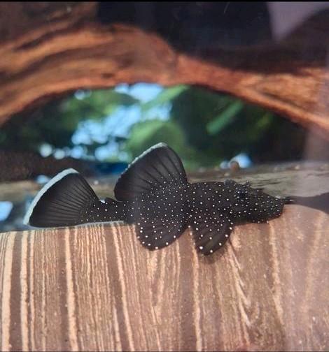 L181, Dieren en Toebehoren, Vissen | Aquariumvissen, Zoetwatervis, Vis, Schoolvis