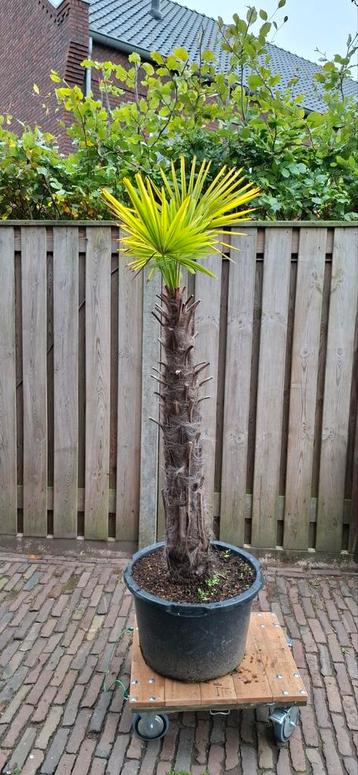Trachycarpus Fortunei - Chinese Waaierpalm beschikbaar voor biedingen