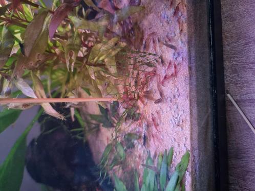 Garnalen rode en doorzichtige, Dieren en Toebehoren, Vissen | Aquariumvissen, Kreeft, Krab of Garnaal