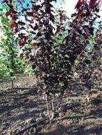 Rode kerspruim of Prunus cerasifera ‘Nigra’, Tuin en Terras, Halfschaduw, Dakboom, Herfst, Ophalen of Verzenden