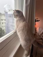 Mix Britse Korthaar/ Langhaar, Ophalen