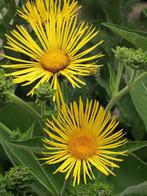 Nr 25/ zaad Schitterende Alant - Inula magnifica - bio, Ophalen of Verzenden, Voorjaar, Volle zon, Zaad