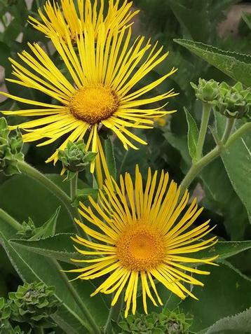 Nr 25/ zaad Schitterende Alant - Inula magnifica - bio beschikbaar voor biedingen