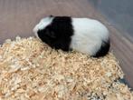 Jonge cavia's, Cavia, Mannelijk, Tam, September