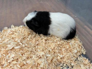 Jonge cavia's  beschikbaar voor biedingen