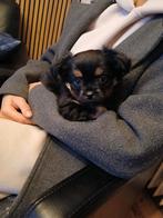 Chichuaha pup reutje, Reu, 8 tot 15 weken, Eén hond, Nederland