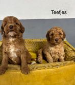 Labradoodle pups medium, Nederland, Overige rassen, 8 tot 15 weken, Meerdere