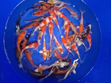 Japanse Koi 20-25cm 5 voor 100 euro beschikbaar voor biedingen